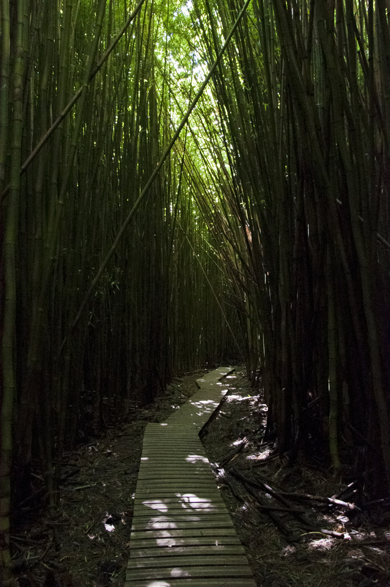 bamboo walkway